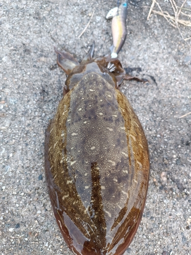 コウイカの釣果