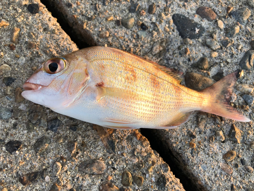 チャリコの釣果