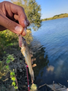 マハゼの釣果