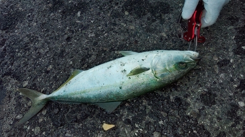 ツバスの釣果