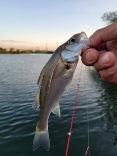 セイゴ（マルスズキ）の釣果