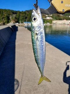 サバの釣果