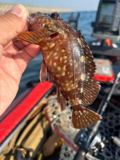 カサゴの釣果