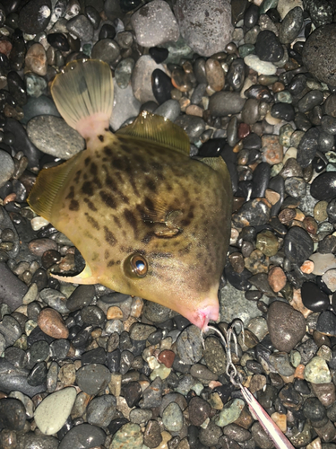 カワハギの釣果