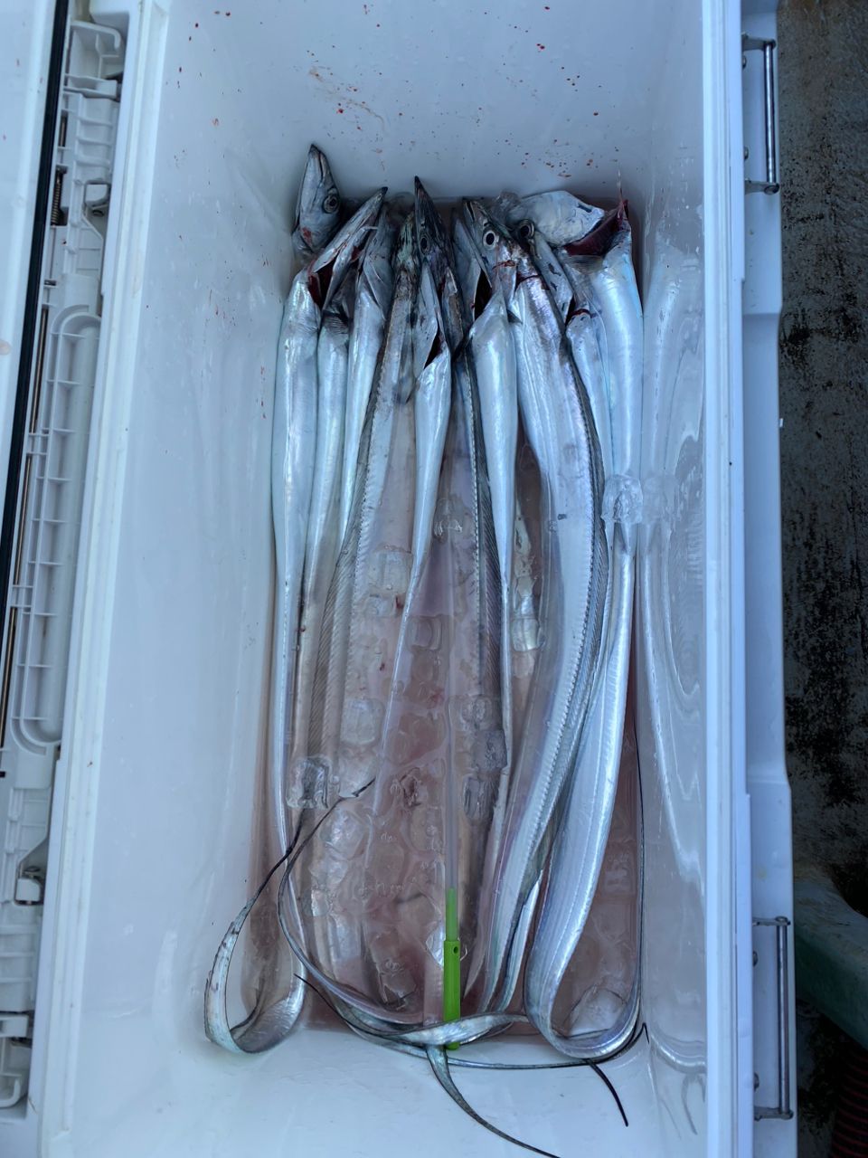 美品　ダイワ 20 極鋭　タチウオ テンヤSP 73-190AGS また夏タチウオ(テンヤ)に翻弄されちゃいました | 宮澤幸則