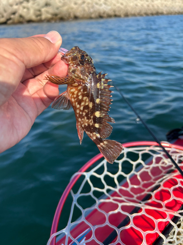 カサゴの釣果