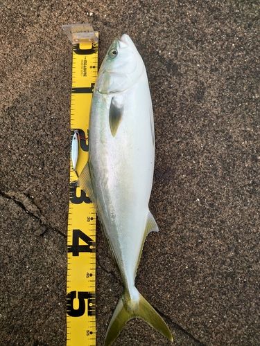 フクラギの釣果