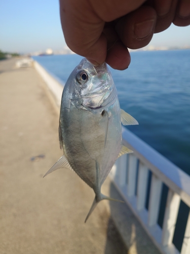 メッキの釣果