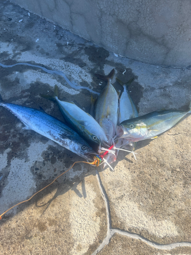 ツバスの釣果