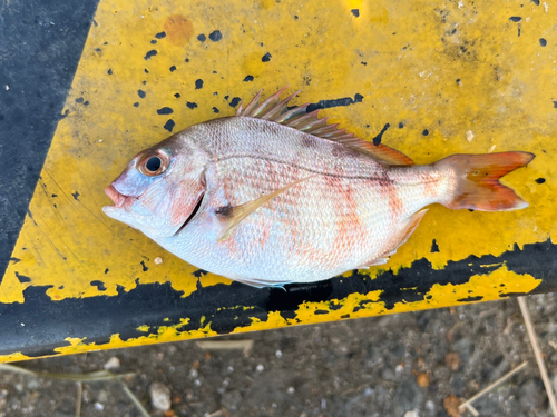 マダイの釣果