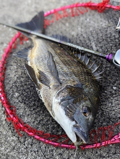 チヌの釣果