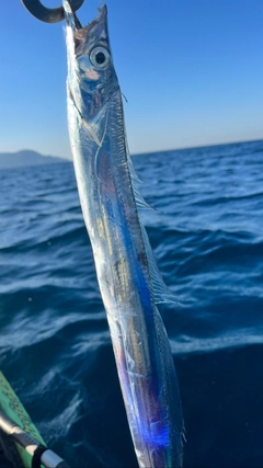 タチウオの釣果