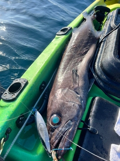 バラムツの釣果