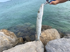 オニカマスの釣果