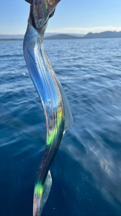 タチウオの釣果