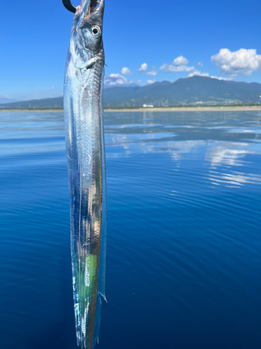 タチウオの釣果