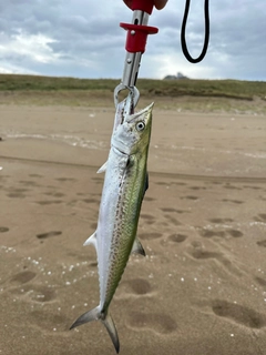 サゴシの釣果