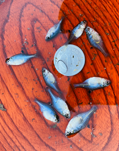 タナゴの釣果