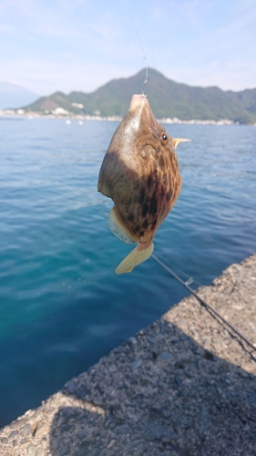 カワハギの釣果