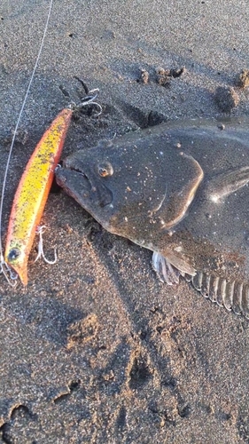 ヒラメの釣果