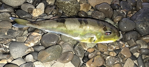 シロサバフグの釣果