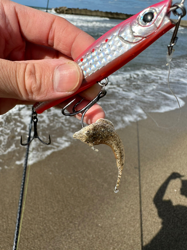 メゴチの釣果