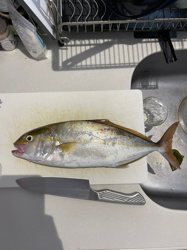 ショゴの釣果