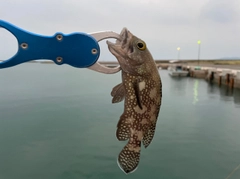 ナミハタの釣果