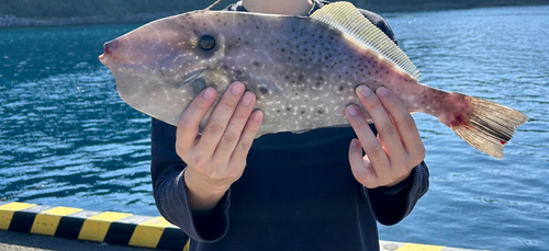 ウスバハギの釣果