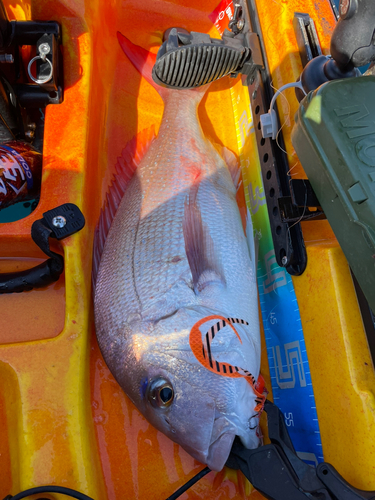 マダイの釣果