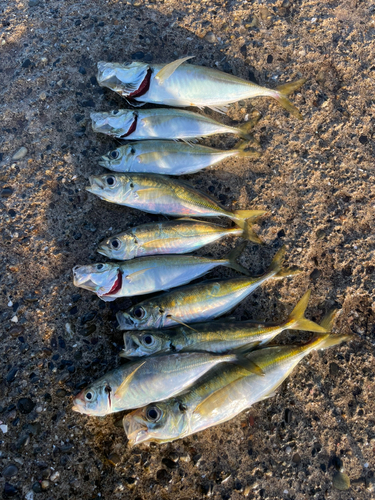 アジの釣果