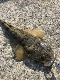 マゴチの釣果