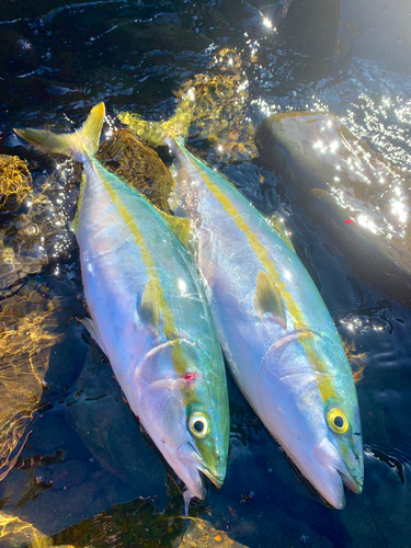 ヤズの釣果