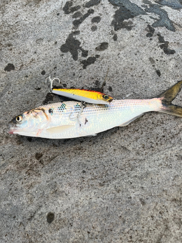 コノシロの釣果