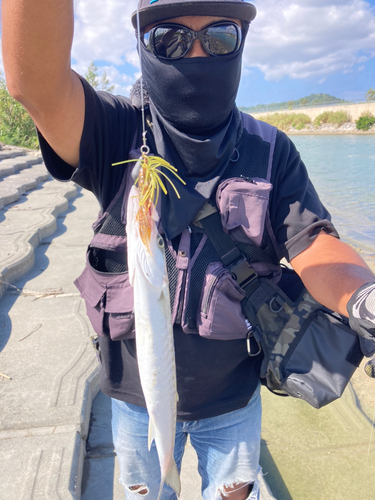 カマスの釣果