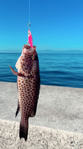 オオモンハタの釣果