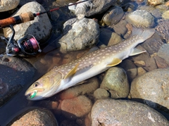 アメマスの釣果