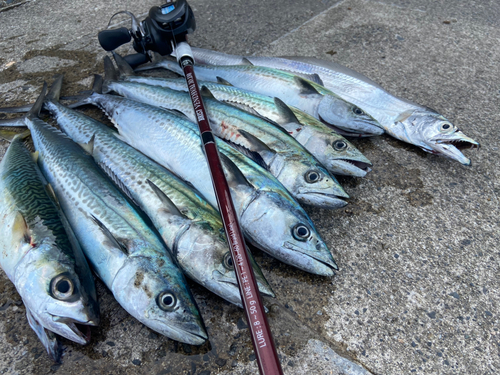 サゴシの釣果