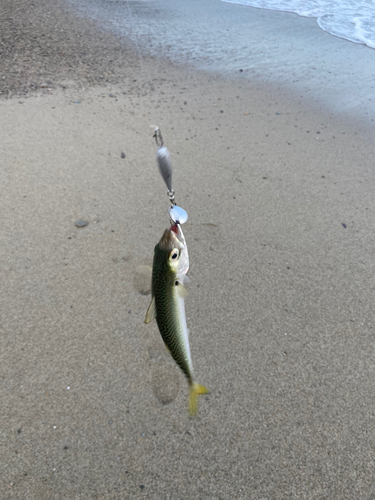 サバの釣果