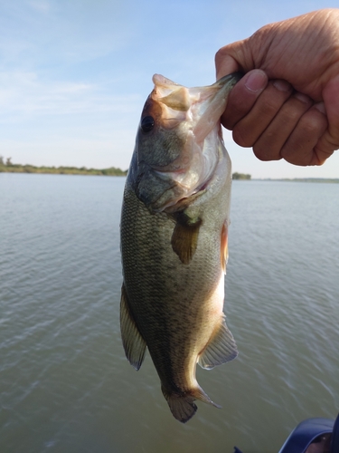 ラージマウスバスの釣果