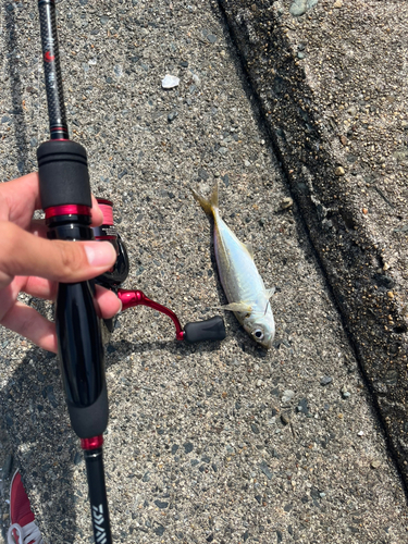 マアジの釣果