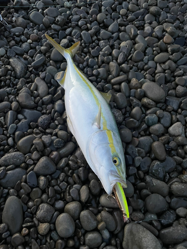 ツバスの釣果