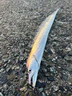 タチウオの釣果