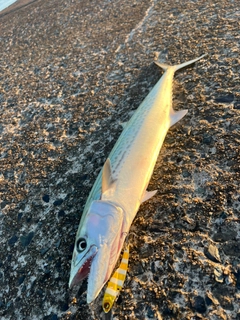 サゴシの釣果