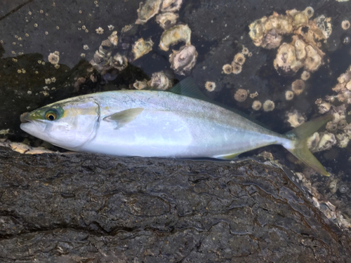 イナダの釣果