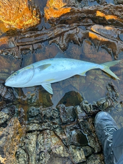 ヤズの釣果