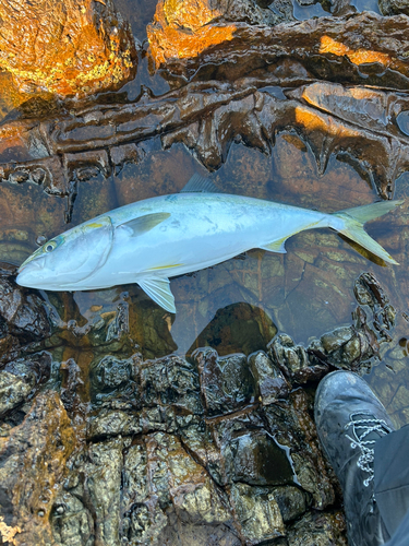 ヤズの釣果