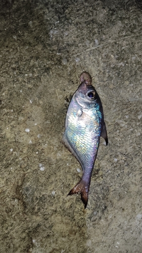 ミナミハタンポの釣果