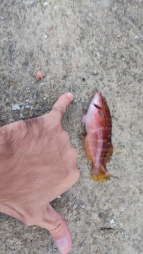 アカササノハベラの釣果