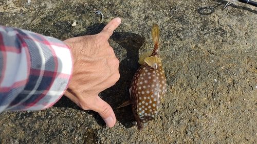 ハコフグの釣果